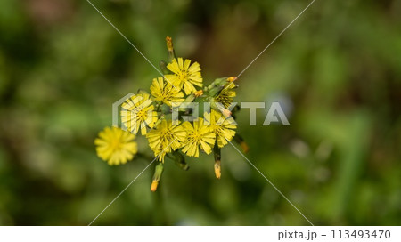 オニタビラコ 113493470