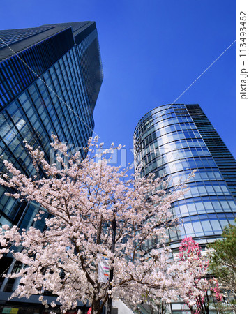 満開のサクラとワテラス　東京都 113493482