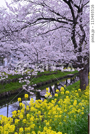 見ごろ満開　新河岸川の桜　小江戸川越　　　 113493516