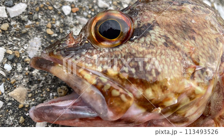 有明海のカサゴ 有明海のカサゴ 113493526
