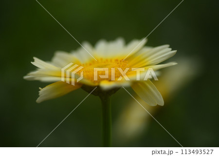 黄色い花 一輪 黄色い花 一輪 113493527