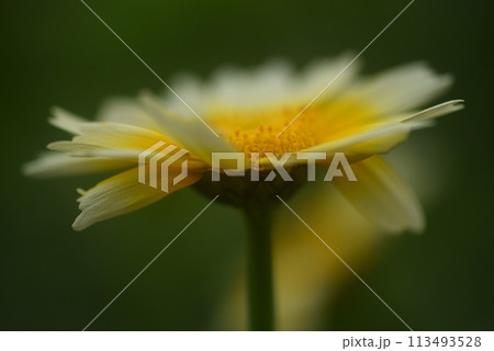 黄色い花 野菜春菊の花 黄色い花 野菜春菊の花 113493528