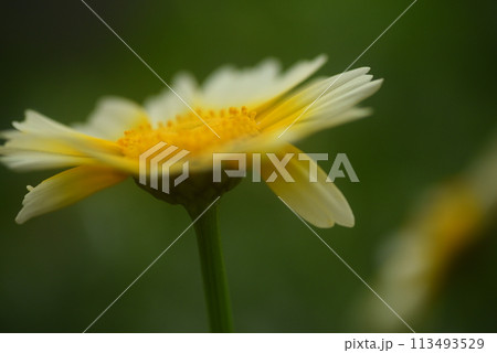 黄色い花 春菊の花 黄色い花 春菊の花 113493529