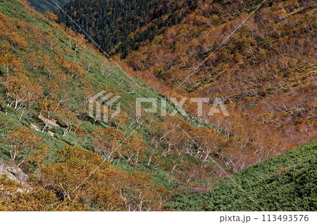 南アルプス・仙丈ヶ岳・藪沢源頭のダケカンバの黄葉 113493576