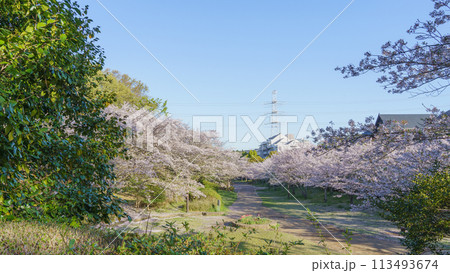 【千葉県千葉市】四季の道(春の道・おゆみ野さくら公園付近) 【千葉県千葉市】四季の道(春の道・おゆみ野さくら公園付近) 113493674