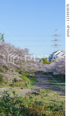 【千葉県千葉市】四季の道(春の道・おゆみ野さくら公園付近) 【千葉県千葉市】四季の道(春の道・おゆみ野さくら公園付近) 113493676