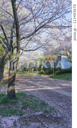 【千葉県千葉市】四季の道(春の道・おゆみ野さくら公園付近) 【千葉県千葉市】四季の道(春の道・おゆみ野さくら公園付近) 113493678