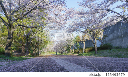 野の道 千葉県千葉市】四季の道(春の道・おゆみ野さくら公園付近)の写真