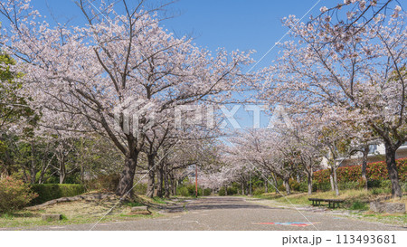 【千葉県千葉市】四季の道(春の道・おゆみ野さくら公園付近) 113493681
