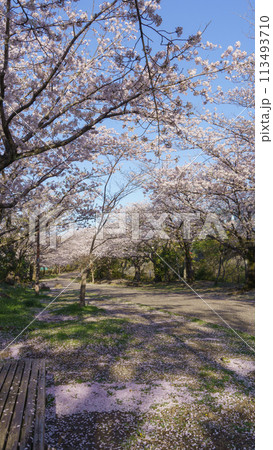 【千葉県千葉市】おゆみ野四季の道・春の道と桜 【千葉県千葉市】おゆみ野四季の道・春の道と桜 113493710