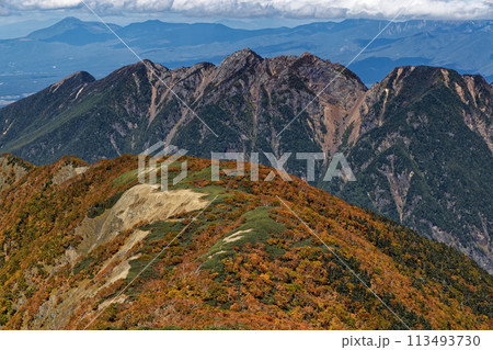 南アルプス・仙丈ヶ岳・馬ノ背のダケカンバの黄葉と鋸岳 南アルプス・仙丈ヶ岳・馬ノ背のダケカンバの黄葉と鋸岳 113493730