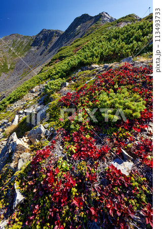 南アルプス・仙丈ヶ岳山頂とウラシマツツジの紅葉 南アルプス・仙丈ヶ岳山頂とウラシマツツジの紅葉 113493733