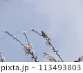 ウグイスと桜 113493803