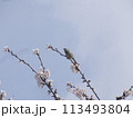 鶯と桜 113493804