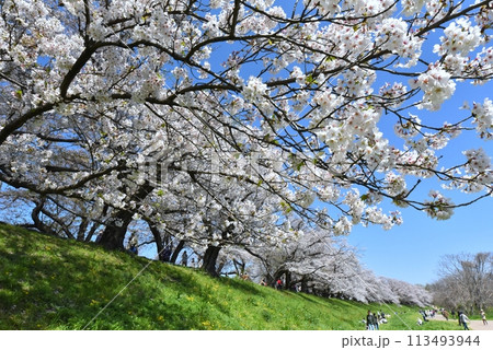 八幡の背割り堤の桜 113493944