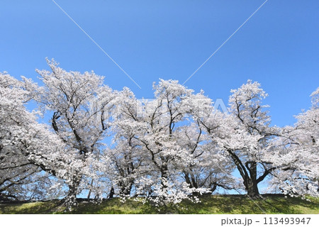 八幡の背割り堤の桜 113493947