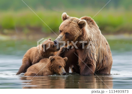 Mother Brown Bear with Cubs in the Water. Generative AI 113493973