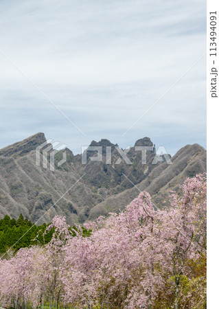 阿蘇高森から見える根子岳と咲く桜が美しい 113494091