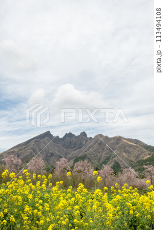 阿蘇高森から見える根子岳と咲く桜が美しい 113494108