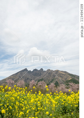 阿蘇高森から見える根子岳と咲く桜が美しい 113494109