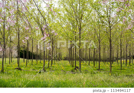 阿蘇高森から見える根子岳と咲く桜が美しい 阿蘇高森から見える根子岳と咲く桜が美しい 113494117