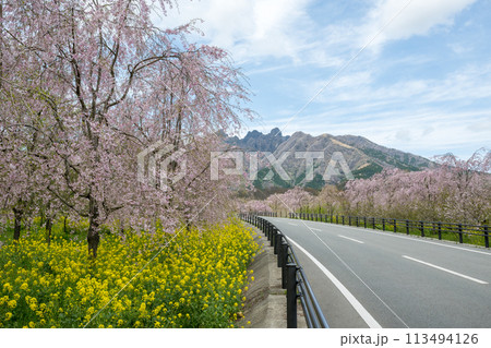 阿蘇高森から見える根子岳と咲く桜が美しい 113494126
