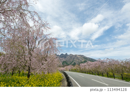 阿蘇高森から見える根子岳と咲く桜が美しい 阿蘇高森から見える根子岳と咲く桜が美しい 113494128