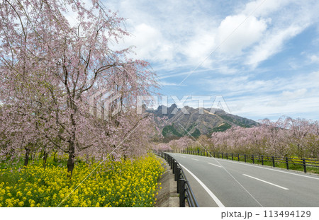 阿蘇高森から見える根子岳と咲く桜が美しい 阿蘇高森から見える根子岳と咲く桜が美しい 113494129