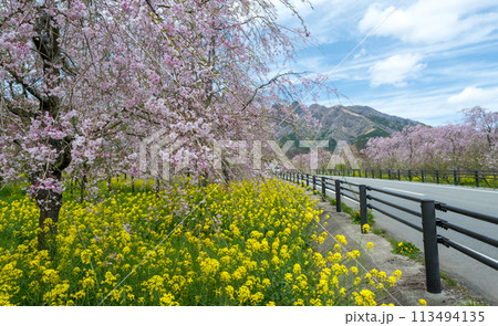 阿蘇高森から見える根子岳と咲く桜が美しい 113494135