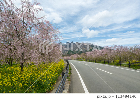 阿蘇高森から見える根子岳と咲く桜が美しい 113494140