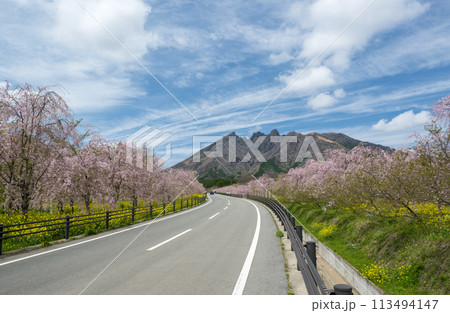 阿蘇高森から見える根子岳と咲く桜が美しい 113494147