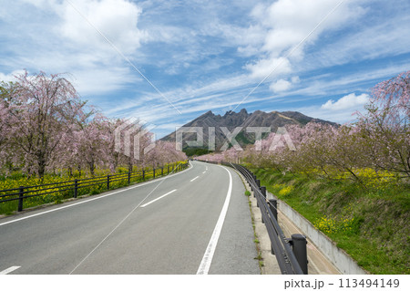 阿蘇高森から見える根子岳と咲く桜が美しい 113494149