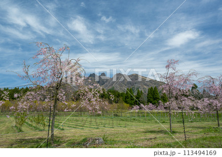 阿蘇高森から見える根子岳と咲く桜が美しい 113494169
