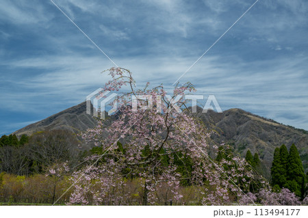 阿蘇高森から見える根子岳と咲く桜が美しい 113494177
