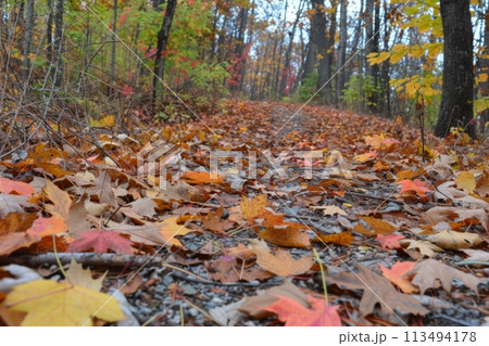 Autumn Path Blanketed with Colorful Leaves. Generative AI Autumn Path Blanketed with Colorful Leaves. Generative AI 113494178