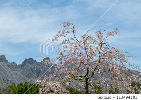 阿蘇高森から見える根子岳と咲く桜が美しい 阿蘇高森から見える根子岳と咲く桜が美しい 113494183