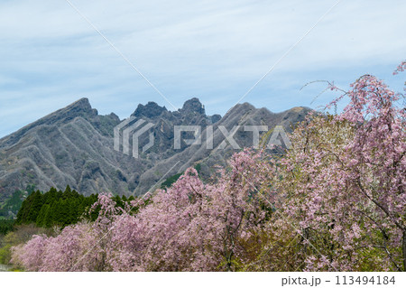阿蘇高森から見える根子岳と咲く桜が美しい 113494184