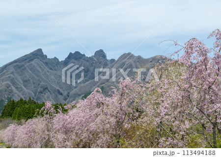 阿蘇高森から見える根子岳と咲く桜が美しい 113494188