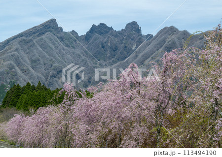 阿蘇高森から見える根子岳と咲く桜が美しい 113494190