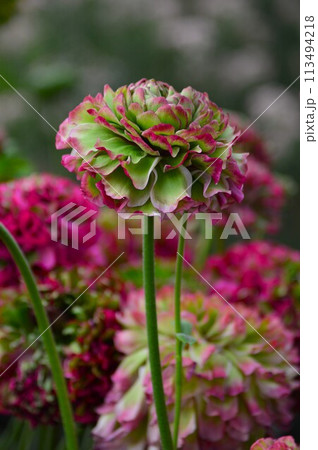 ラナンキュラス・ポンポンシリーズの花が咲いています ラナンキュラス・ポンポンシリーズの花が咲いています 113494218