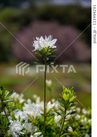 春に咲く桜とツツジが一度に咲く珍しい春の風景 春に咲く桜とツツジが一度に咲く珍しい春の風景 113494291