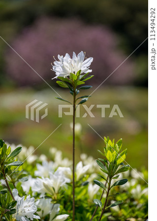春に咲く桜とツツジが一度に咲く珍しい春の風景 113494292