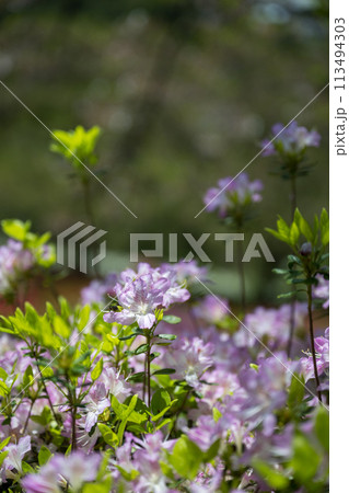 春に咲く桜とツツジが一度に咲く珍しい春の風景 113494303