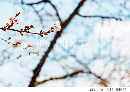 桜の蕾が開花間近の枝 113494623
