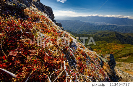 南アルプス・仙丈ヶ岳の草紅葉と中央アルプスの山並み 113494757