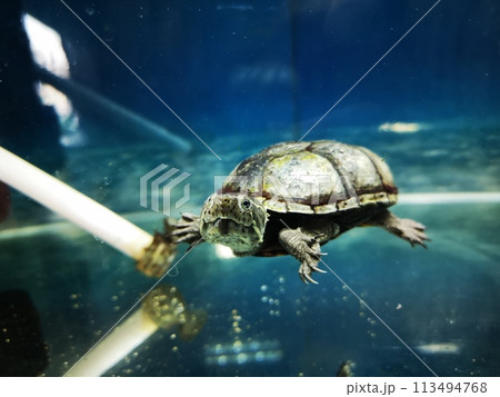 泥亀 泥亀 113494768