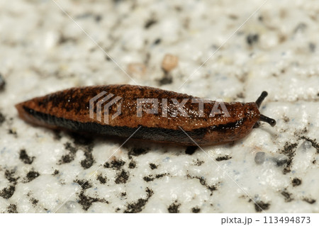 ナメクジ ナメクジ 113494873