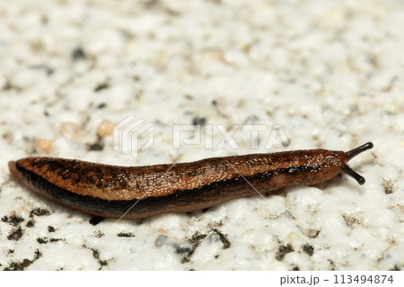 ナメクジ ナメクジ 113494874