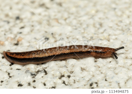 ナメクジ 113494875