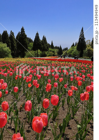 くじゅう花公園のチューリップ畑 113494949